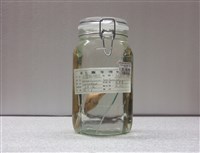 藏品(臺灣鏟頜魚)的圖片